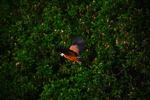 A black-collared hawk (Busarellus nigricollis) flying at dawn above the Guaporé - Itenez river near the village of Remanso, Beni Department, Bolivia, on the border with Rondonia state, Brazil