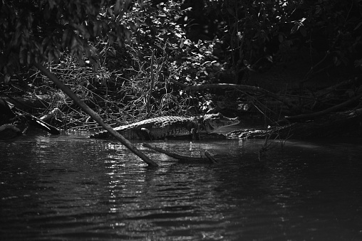 Black and white image of a caiman on the banks of the Guaporé-Itenez river, near the remote Fazenda Laranjeiras farm, Rondonia state, Brazil, on the border with the Beni Department, Bolivia