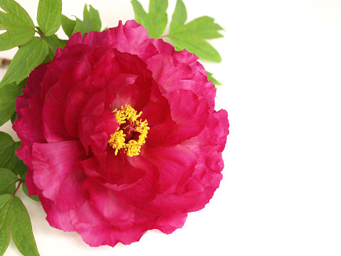 red peony flower on white background.