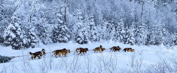 istock Dog sled team in the snow in Alaska 1457807363