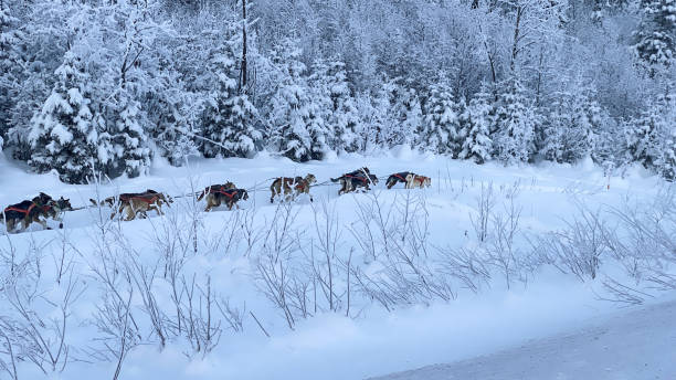 istock Dog sled team in the snow in Alaska 1457808427