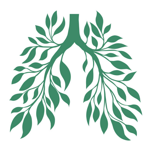 vektor-logo menschliche lungen aus blättern und zweigen. saubere natürliche luft. rette die erde und die umwelt. silhouette eines gesunden menschlichen organs - spring air lush foliage branch stock-grafiken, -clipart, -cartoons und -symbole