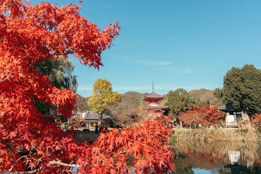Kyoto, Japan - November 25, 2022 : Daikaku-ji Temple and Osawa Pond at autumn