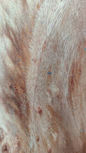 istock abstract of wood 1457812145