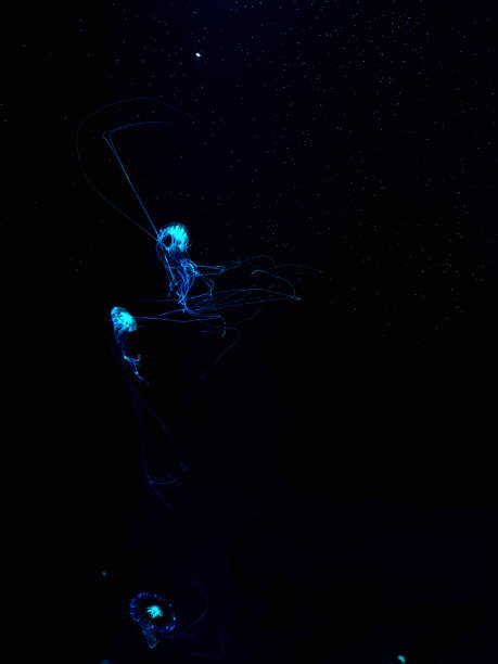 istock glowing jellyfish chrysaora pacifica underwater 1457812805