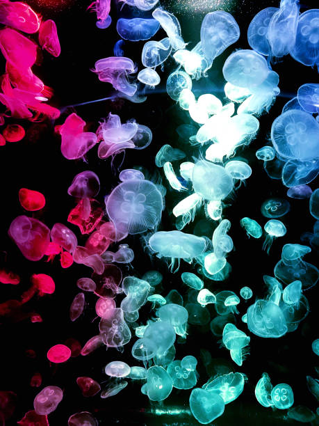 istock colorful jellyfish dancing 1457813168