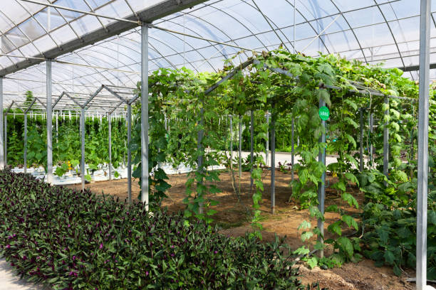 istock Greenhouse Interior with Planting of Several Vegetables 1457815773