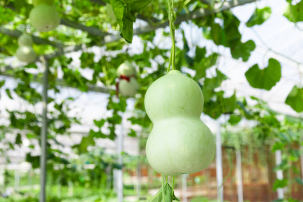 Greenhouse Interior with Planting of Several Vegetables