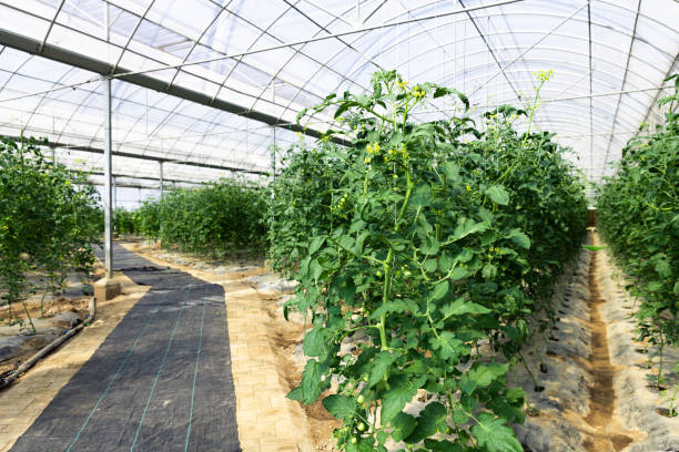 istock Greenhouse Interior with Planting of Several Vegetables 1457815836