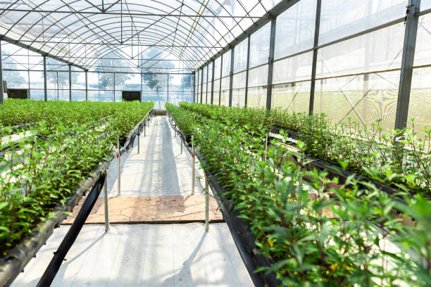 istock Greenhouse Interior with Planting of Several Vegetables 1457816028