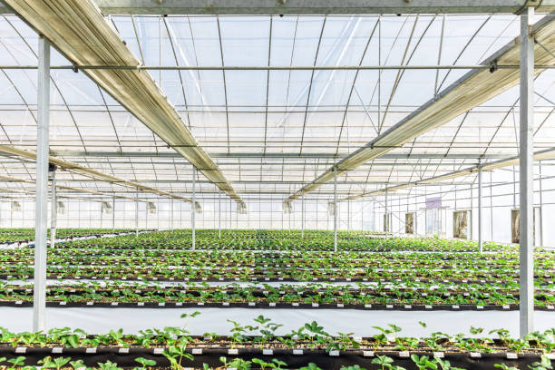 istock Greenhouse Interior with Planting of Several Vegetables 1457816281