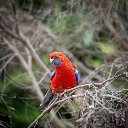 Crimson Rosella  perched on a tree branch
