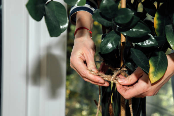 Transplanting a home pot. Close-up of female hands tie a rope on a flowerpot, green ficus. Selective focus stock photo