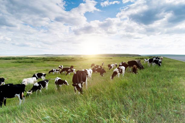 istock Cows grazing in the agricultural field 1457820231