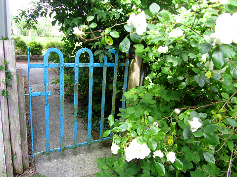 Old blue gate and white rose bush