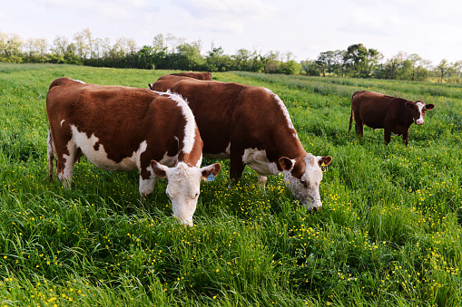 Three Hereford Beef Cattle Grazing in a Green Pasture in Kentucky, USA