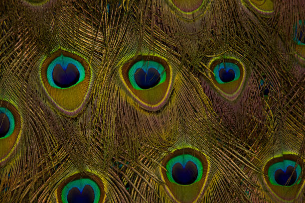 istock Peacock feather closeup. Peacock feather background texture. 1457821816