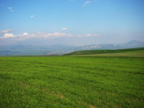 istock beautiful rural nature in summer, green grass, blue sky 1457821853