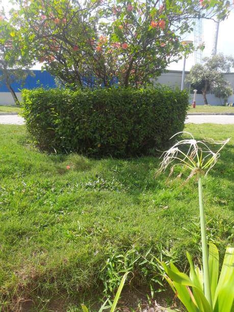 istock a garden with green grass 1457821892