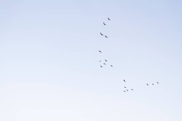 istock Nature background with birds flock flying in blue sky 1457824605