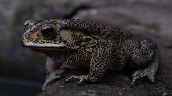 Black prickly frog\nhas the scientific name Bufo melanostictus Schneider amphibian has poison