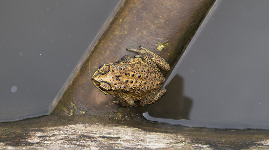 The frog is perched on the wood looking for a mate