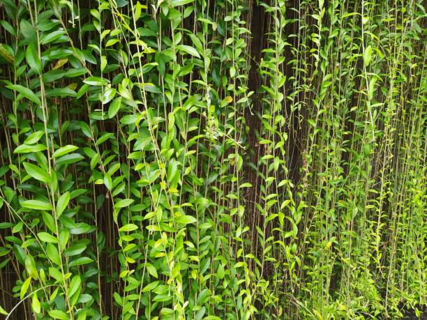 tarlmounia elliptica in the garden