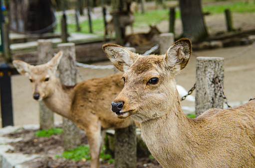 Close-up the head of deers at the park in Nara town, Japan.