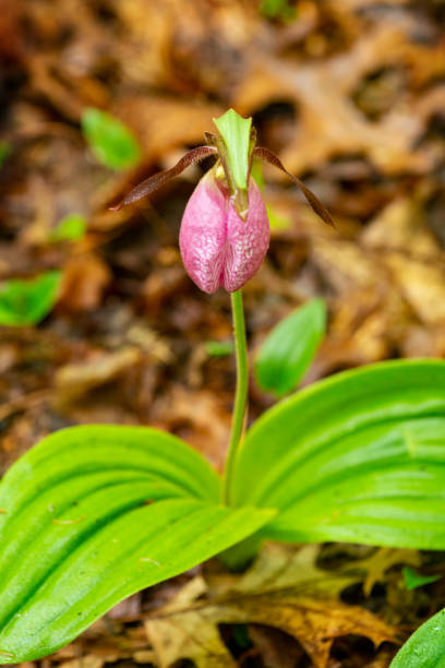 istock Pink lady's slipper in bloom at Goodwin State Forest, Connecticut. 1457842209