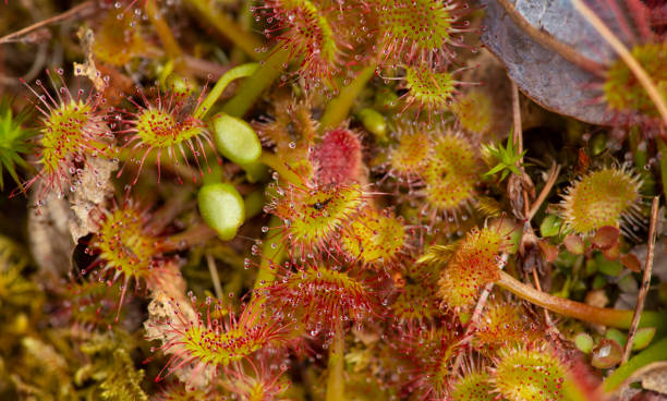 istock Carnivorous sundew plant with leaf traps at Goodwin State Forest. 1457842581