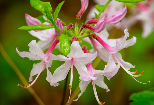 Flowers of pink azalea, Rhododendron periclymenoides, a native plant blooming in springtime at Goodwin State Forest in Hampton, Connecticut.