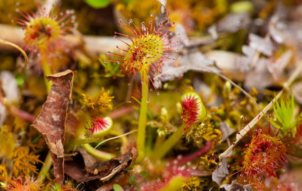 istock Carnivorous sundew plant with leaf traps at Goodwin State Forest. 1457844124
