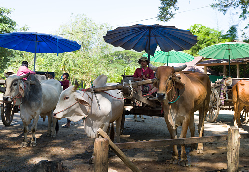 Mae Rim District, Chiang Mai, Thailand. November 12, 2022: Traditional Ox Cart tour in Mae Sa Elephant Camp Northern Thailand
