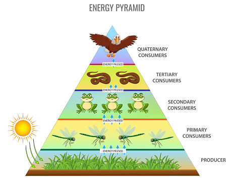 Energy pyramid or Food Chain. Ecosystem energy flow. Food chain and energy flow in animals. Wildlife percentage food system with producers and consumers. Bioproductivity levels ecosystem infographic.