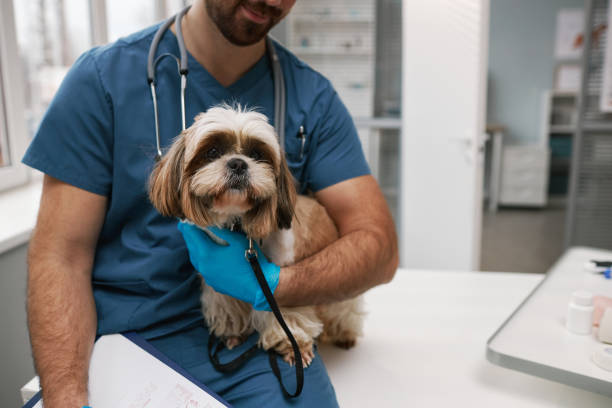 istock Cute yorkshire terrier held by young male veterinarian 1457845375