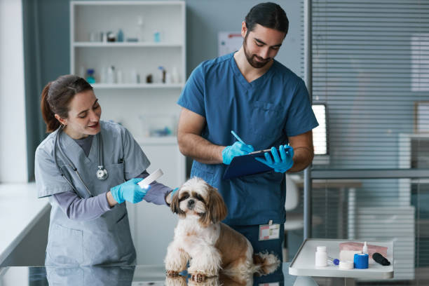 istock Young male veterinarian making medical notes while his assistant examining dog 1457845380