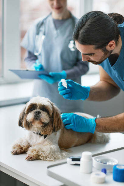 istock Young veterinary doctor bending over yorkshire terrier 1457845400