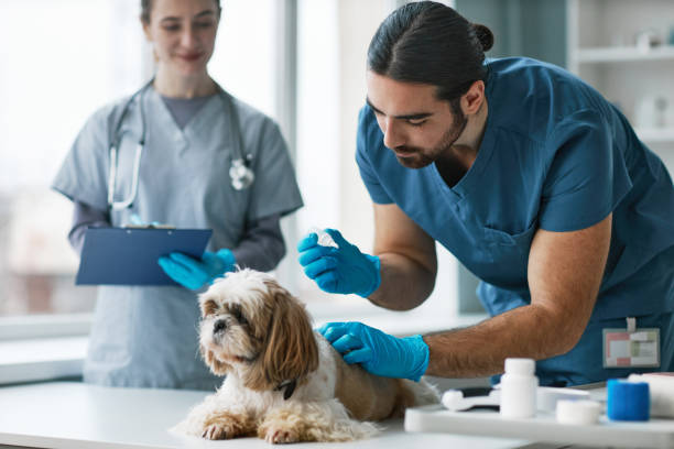 istock Young man in blue uniform and gloves curing yorkshire terrier 1457845403