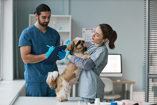 Young female veterinarian in uniform cuddling yorkshire terrier standing on medical table during check up while her colleague making notes