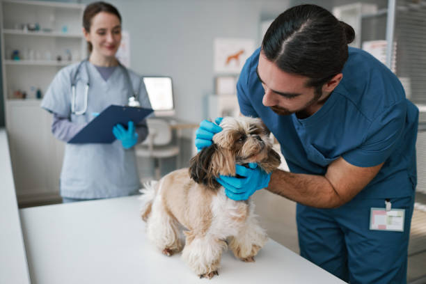 istock Young vet doctor in uniform cuddling yorkshire terrier during check up 1457845419
