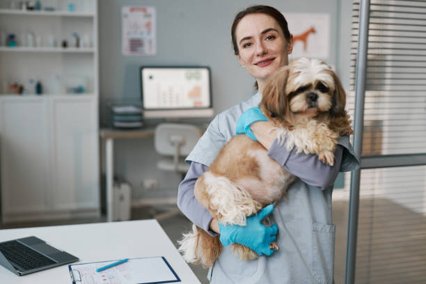 かわいいヨークシャーテリアを持つ若い成功した女性獣医師 - vet veterinary medicine young women female ストックフォトと画像