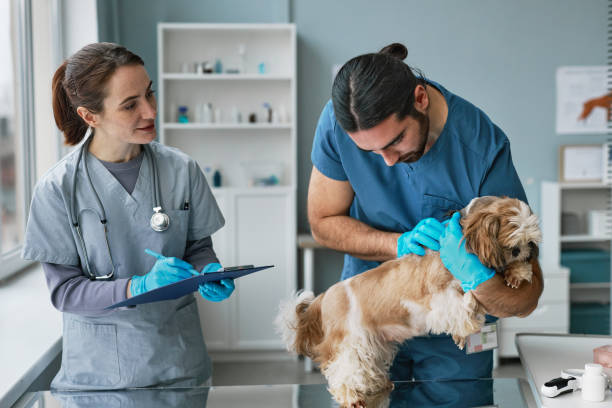 医療テーブルの上でかわいいヨークシャーテリアを調べる若い男性の獣医医師 - vet veterinary medicine young women female ストックフォトと画像