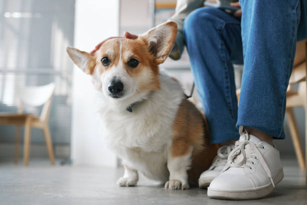 청바지와 흰색 고무 신발에 주인의 다리에 앉아있는 애완 동물의 클로즈업 - pets dog office vet 뉴스 사진 이미지