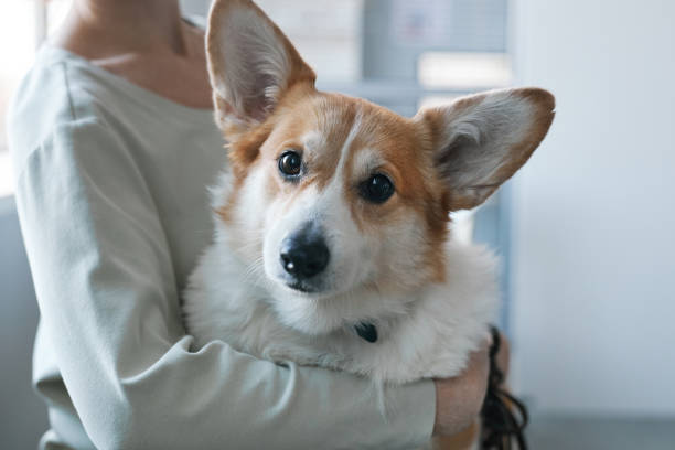 istock Cute pet dog looking at camera while his owner holding him on hands 1457846295