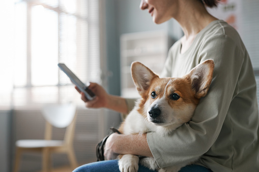 Side view of young female owner of welsh pembroke corgi dog using mobile phone while sitting in the hall of veterinary clinics