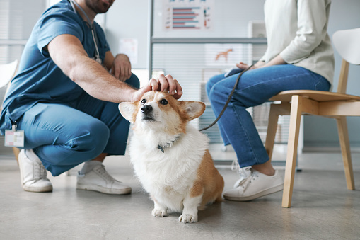 Perro Corgi disfrutando del abrazo del médico veterinario sentado en cuclillas frente al dueño de la mascota photo