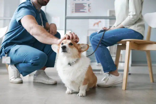 Photo of Corgi dog enjoying cuddle of vet doctor sitting on squats in front of pet owner