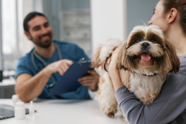 istock Cute yorkshire terrier held by young female owner standing on table 1457846382
