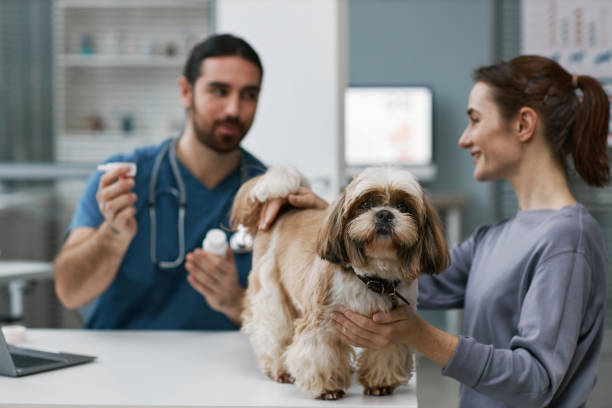 istock Cute fluffy yorkshire terrier standing on table by young female owner 1457846388