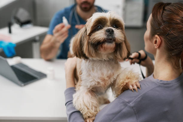 gros plan d’une jeune femme en pull gris tenant un mignon animal moelleux - pets dog office vet photos et images de collection